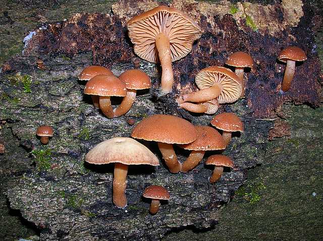 2005 :  Un anno di funghi